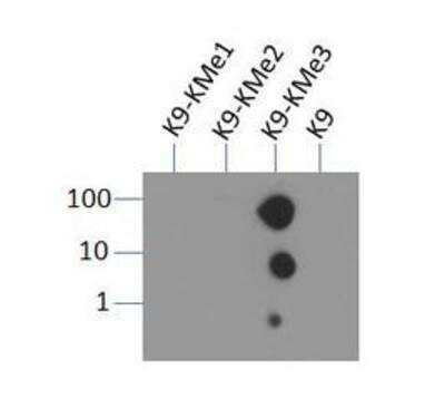 Dot Blot: Histone H3 [Trimethyl Lys9] Antibody [NB21-1073] - Dot blot analysis of H3K9me3 in picomoles of peptide.